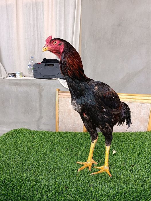 Dakan joja xoroz sotiladi