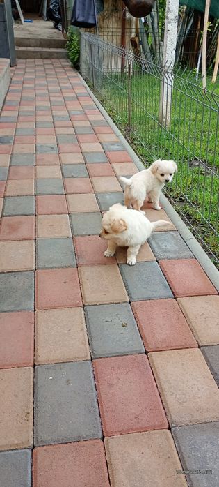 Pui Bichon maltez talie mică