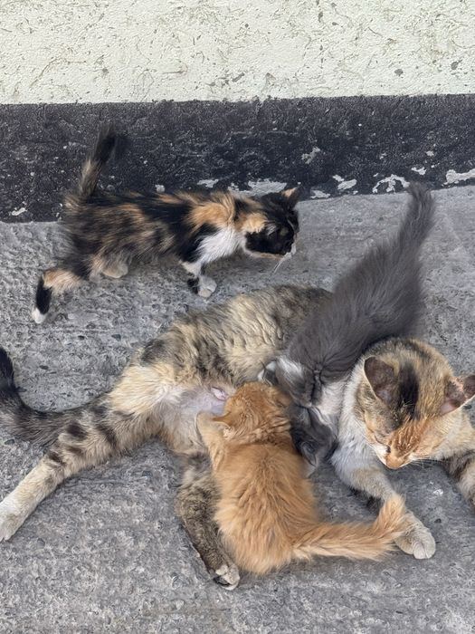 Красивые котята в добрые руки.