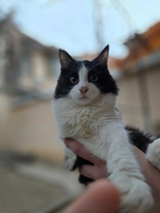 Котёнок, мальчик, 6 месяцев