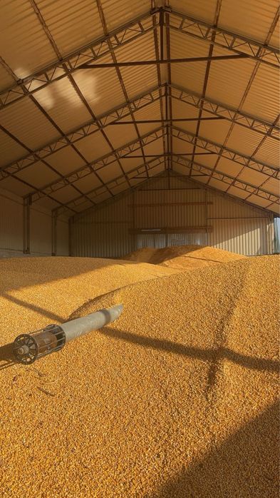 Porumb boabe, orice cantitate.