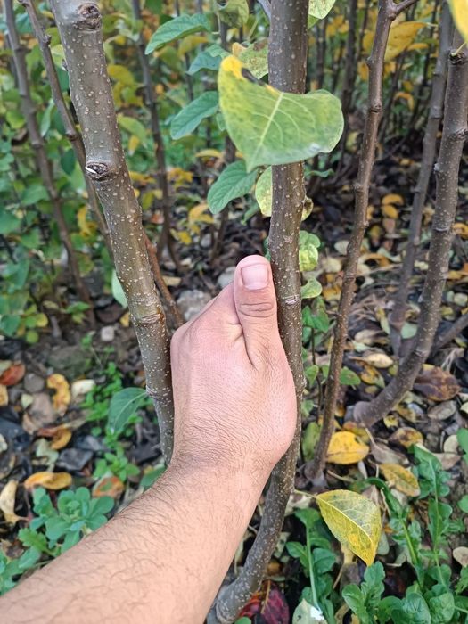 Мевали кочатлар сотувда