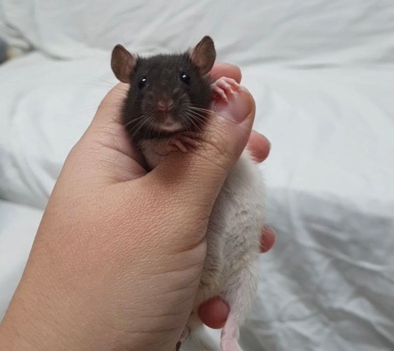 Șobolani pui femele