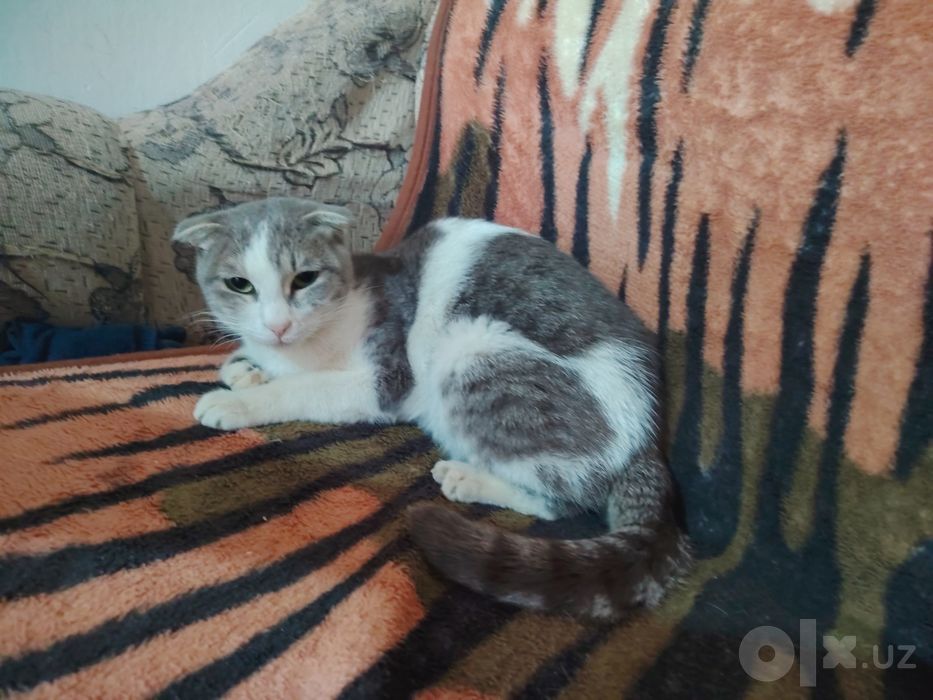 Shatlanka qiz bola