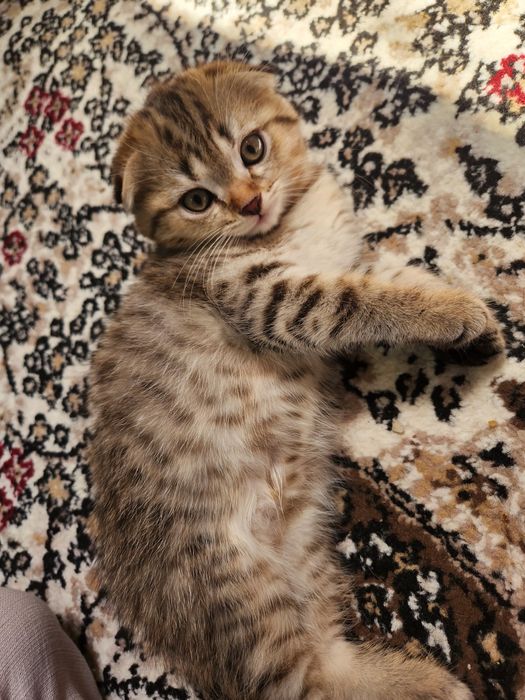 Продаётся: Кошка и Котята