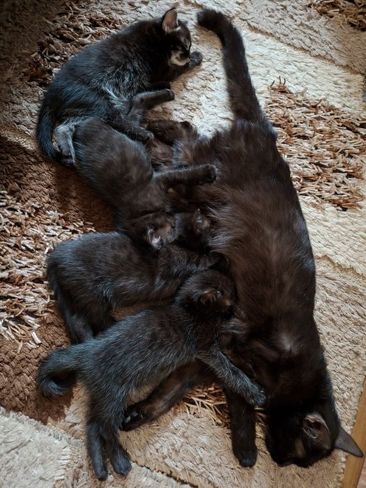 Отдам красивых  котят!!!