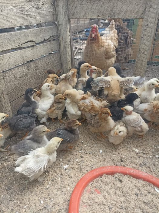 Vând puișiori de curte