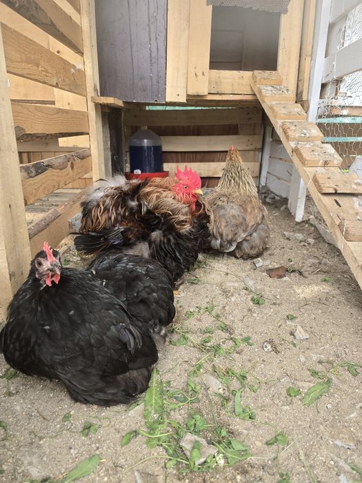 2+1 Cochinchina pitic cocoș frezat