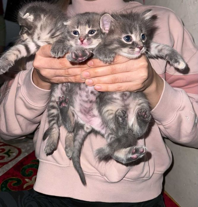 Шотландские котенки
