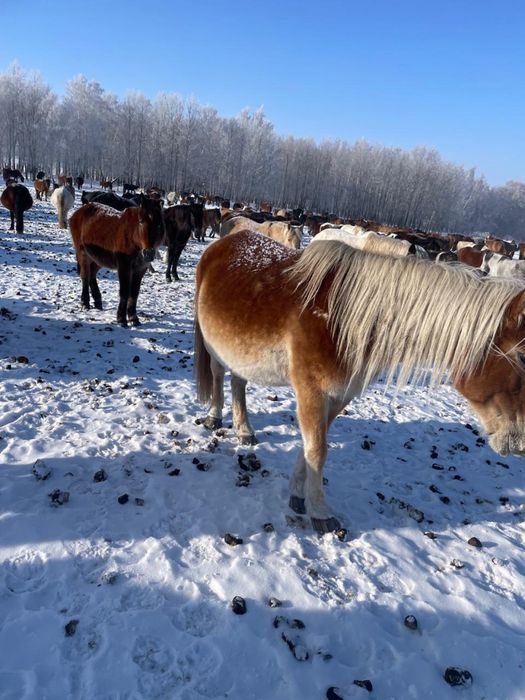 продам кобылу и жеребца