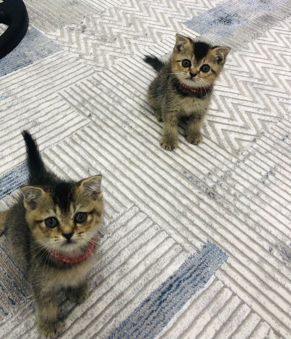 Katta dumbali eng chiroyli porno yulduzlar