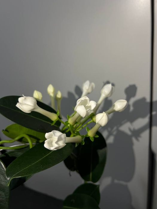 Жасмин голланд Стефанотис