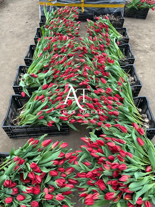 Тюльпаны для оптом