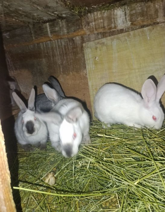 Quyon sotilad srocni