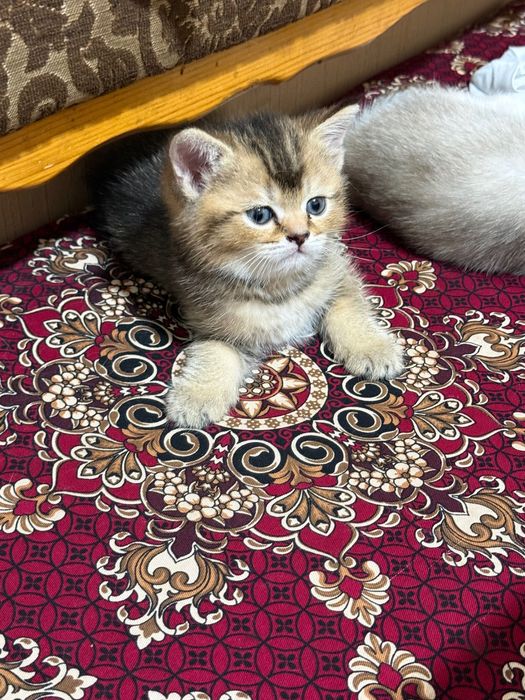 Mushuk bolasi sotiladi