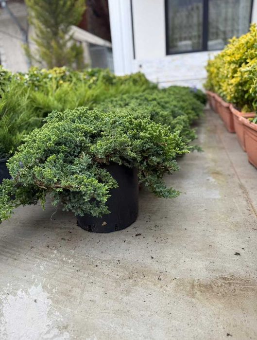 Arbori Ornamentali de Elită – Rezistență la Îngheț