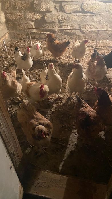 Тауық сатылады..