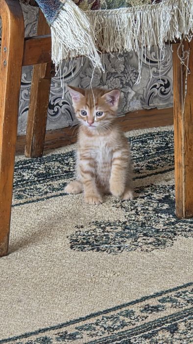 Отдам котят в добрые руки