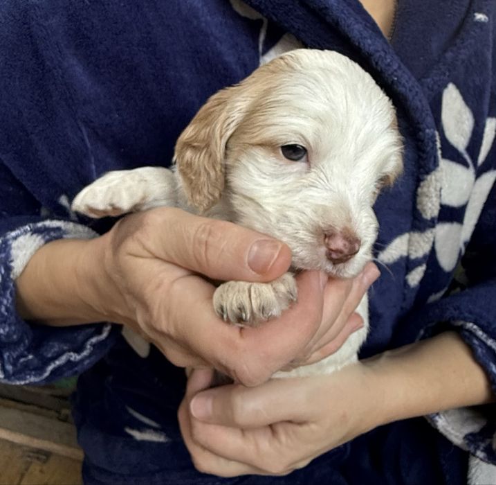 Продам русских спаниель