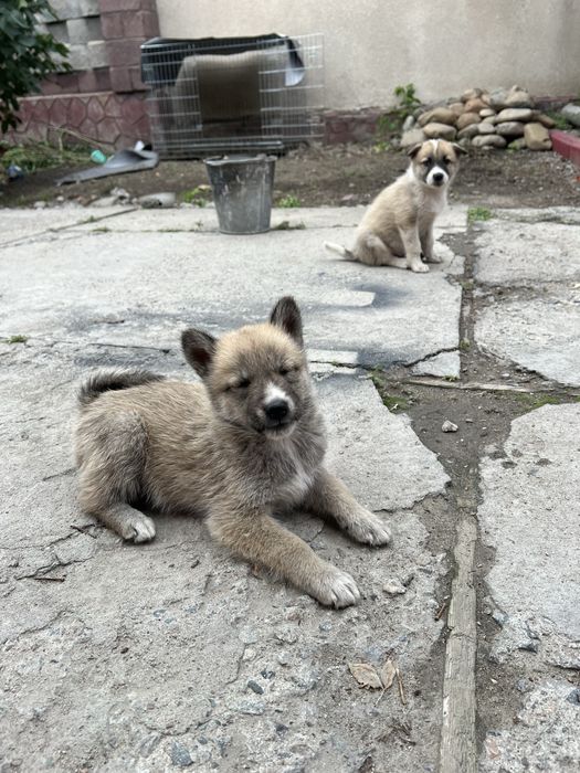 Продам щенят чистокровной лайки