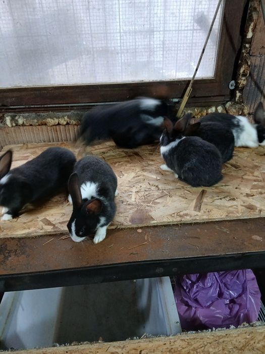 Hycole francez 2 luni