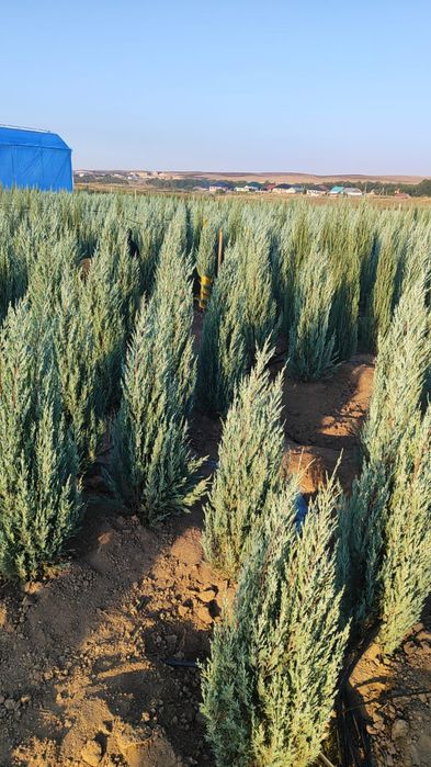 Маживельник блюаро