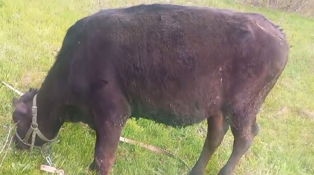 Vând o junica și un junc de 8 luni se pot vinde și separat