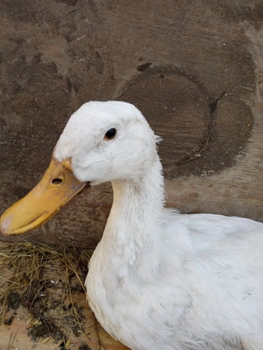 Июньские Гуси, Утки