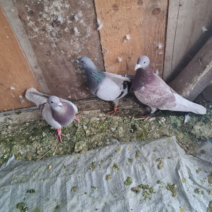 Vând  porumbei  viajori