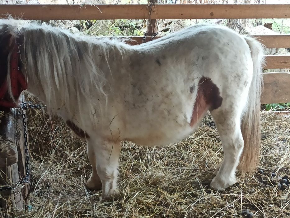 Vând sau schimb  cu oii