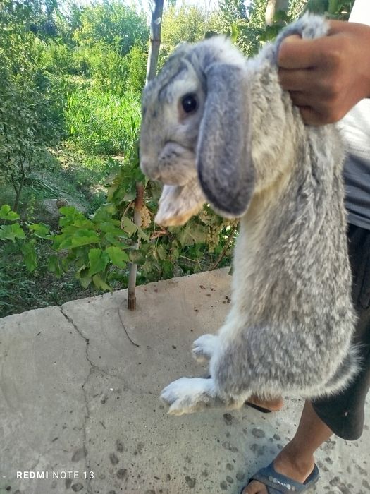 Zotdor zoʻr quyonlar