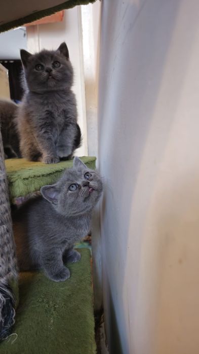 Британска късокосместа