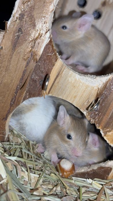 Vand pui de veverite Degu