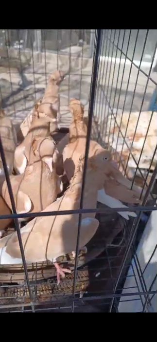 Продам голубей кормилилцы