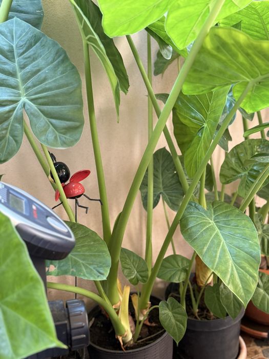 Plante ghiveci colocasia leandru trandafir