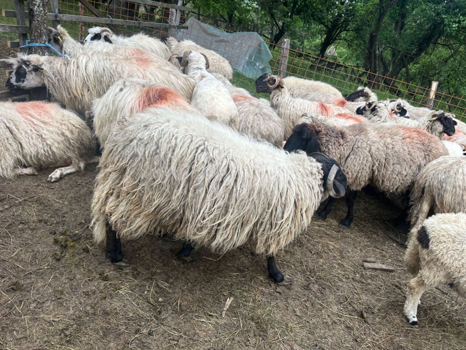 Berbeci schimb cu oi