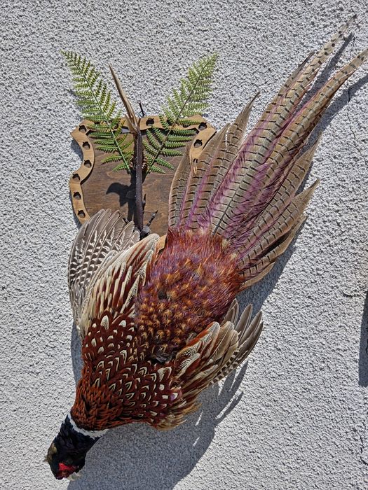 Препариран мъжки фазан