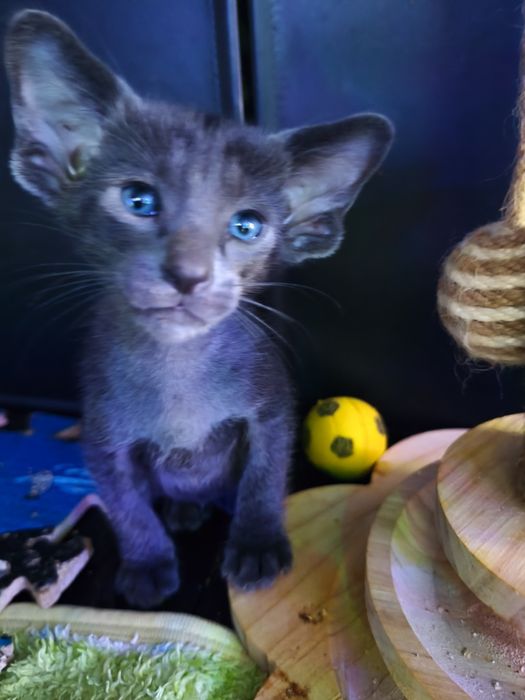 Ориентальные котята