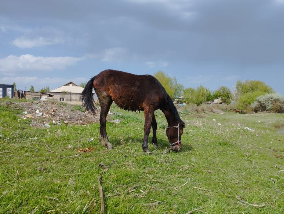 Ұрғашы тай сатылады