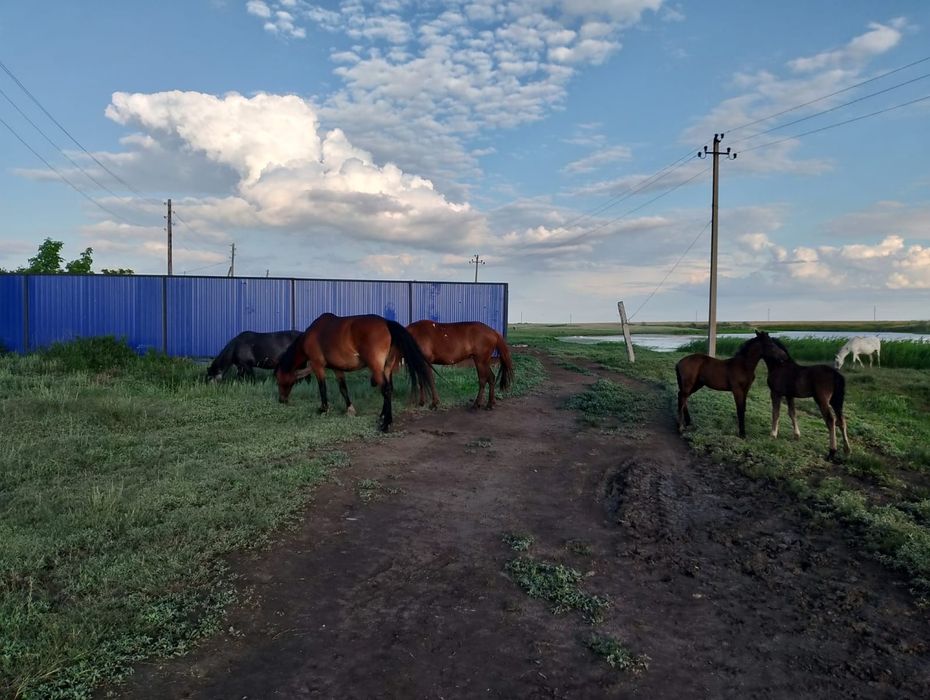 Кулунды бье кулун ургаши