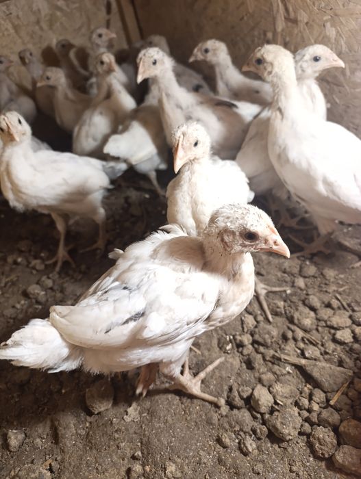 Несушка Сенди Жужалари сотилади