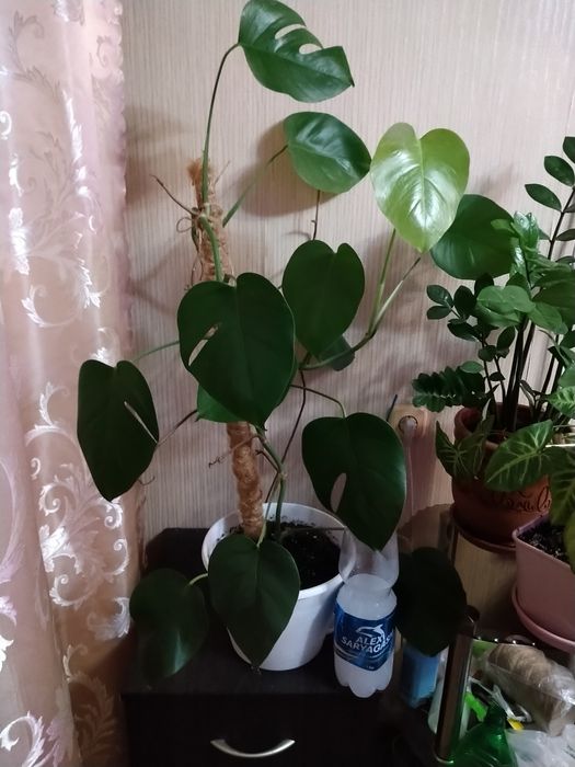 Продаю монстеру.