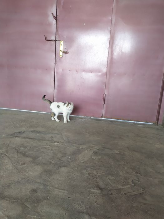 Mushuk sotiladi narxi