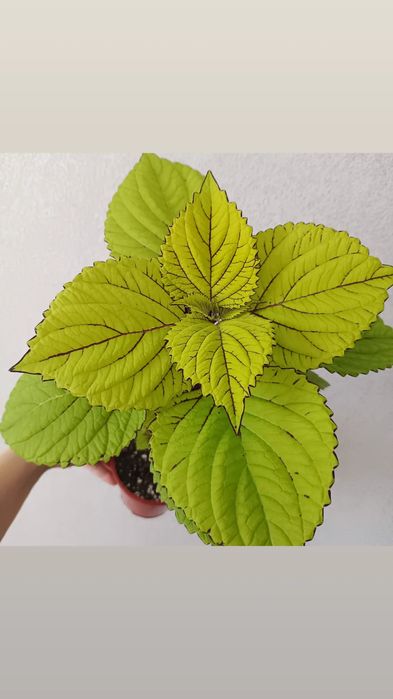 Комнатные растения