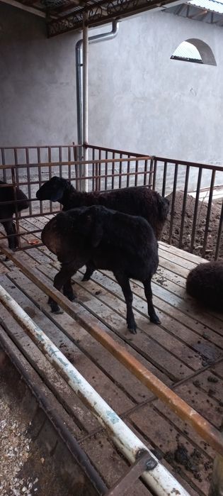 Кучкорлар сотилади