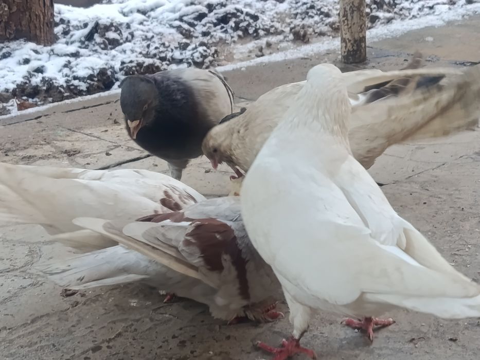 Продаю голубей недорого