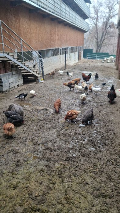 Утки молодые домашние