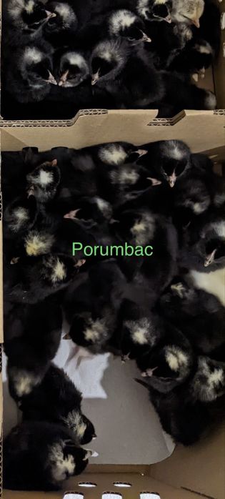 Pui de o zi rasa mixta