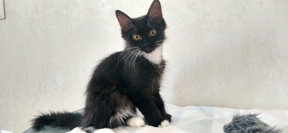 Срочно! Котенок ищет дом!