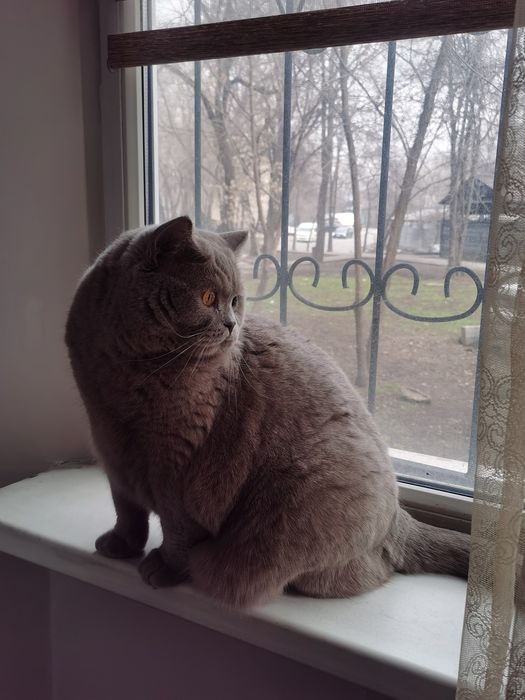 Отдам кота в добрые руки